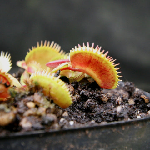 Spotty Venus flytrap with yellow green traps showing red speckles and spiked edges.