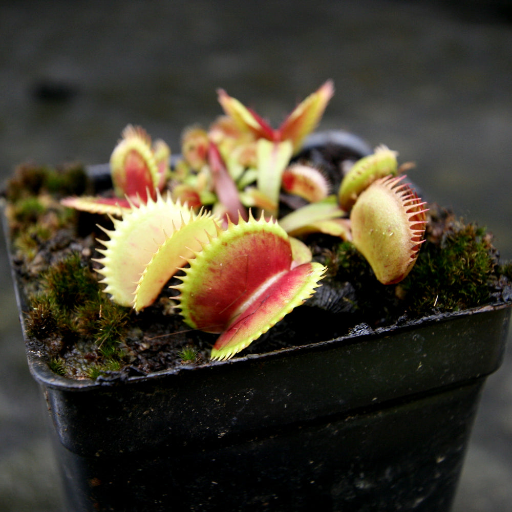 
                      
                        Venus Flytrap- Dionaea muscipula Spotty
                      
                    