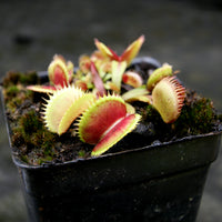 Dionaea muscipula Spotty