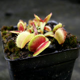 Venus Flytrap- Dionaea muscipula Spotty
