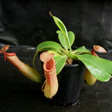 Nepenthes "Denver" x truncata, CAR-0145,, pitcher plant, carnivorous plant, collectors plant, large pitchers, rare plants 