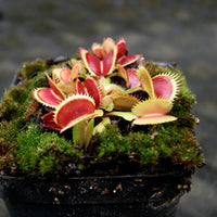 Venus Flytrap- Dionaea muscipula Spotty