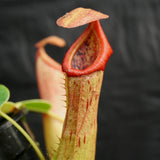 Nepenthes "Denver" x truncata, CAR-0145,, pitcher plant, carnivorous plant, collectors plant, large pitchers, rare plants 