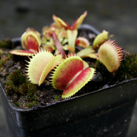 Venus Flytrap- Dionaea muscipula Spotty