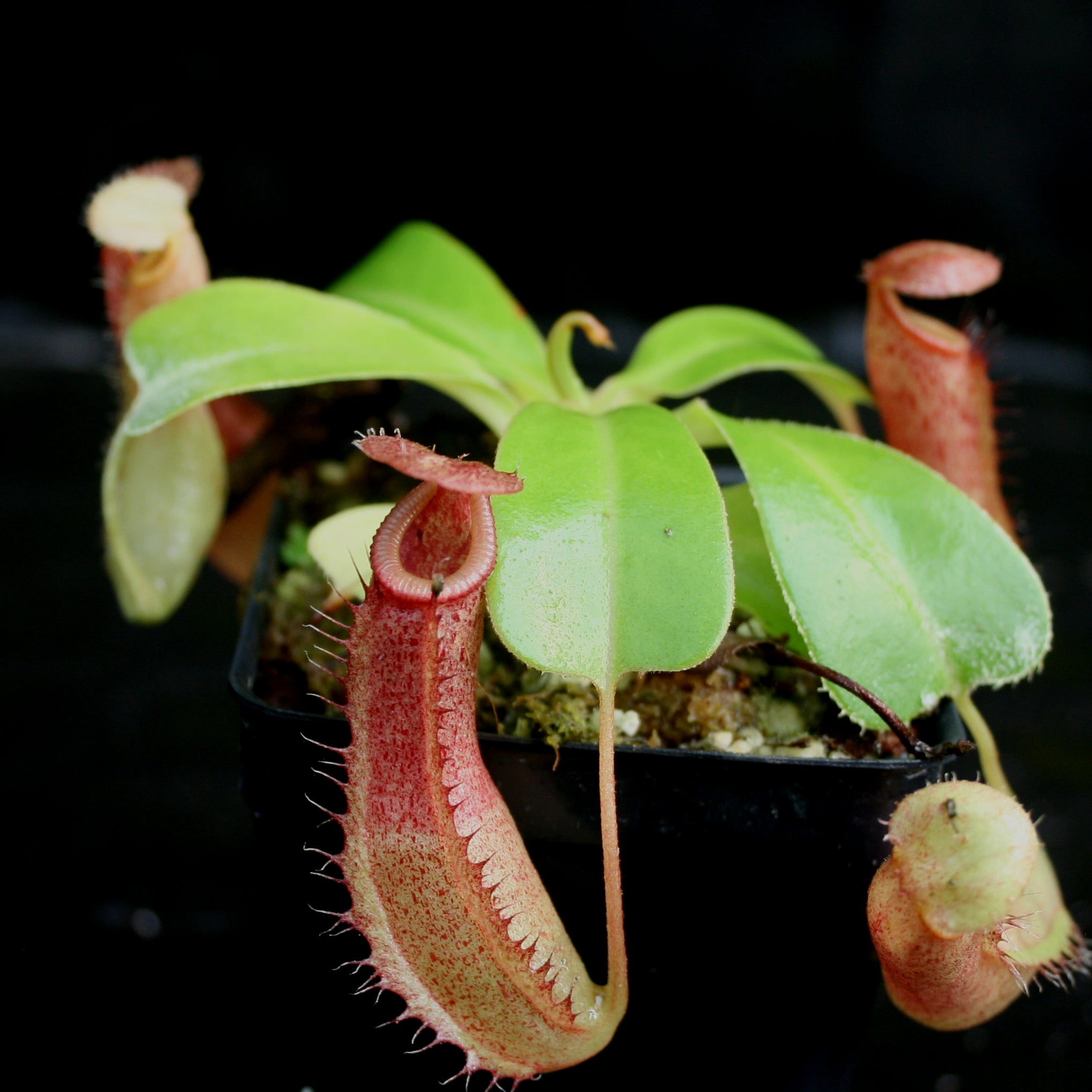 469 【ねこぱんだ】 Nepenthes ventricosa 
