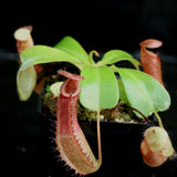 Nepenthes ventricosa "Denver" x truncata, CAR-0145