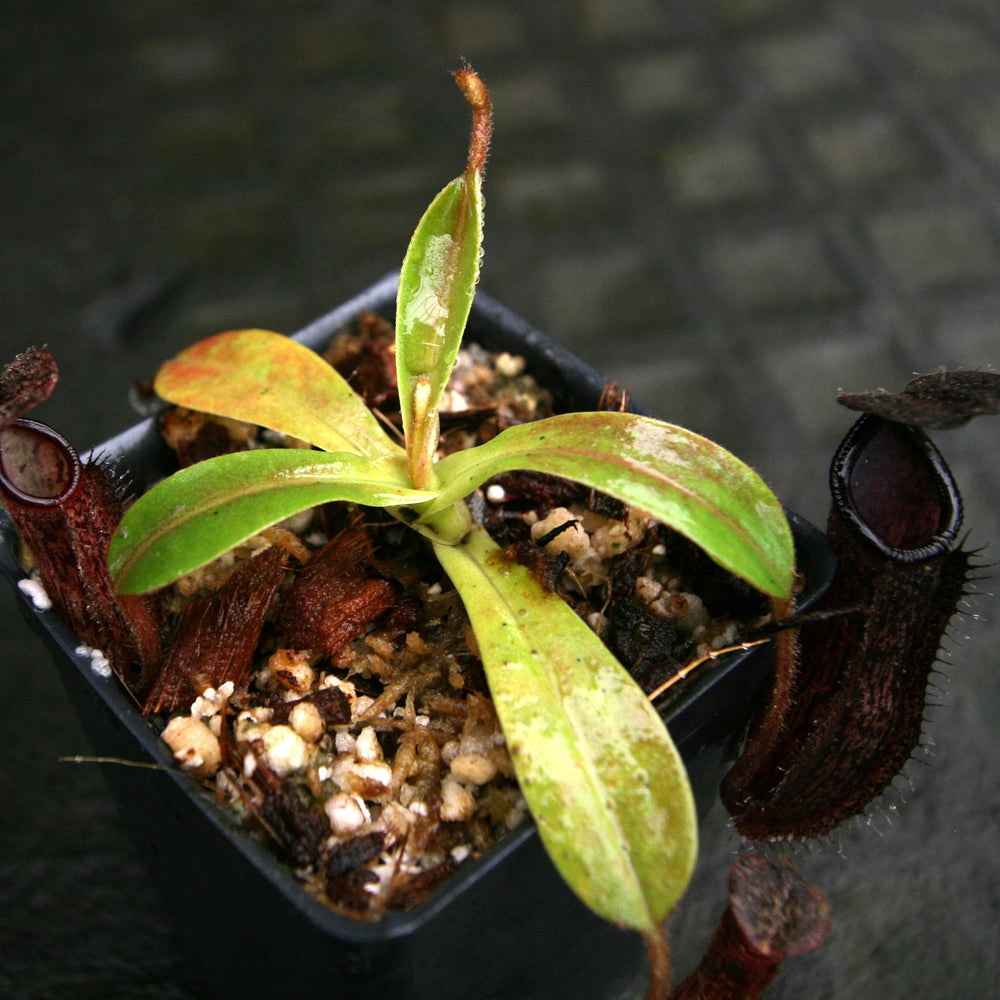 
                      
                        Nepenthes hamata x glandulifera, BE-4501
                      
                    