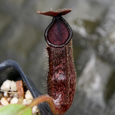 Close up of a dark red Nepenthes hamata x glandulifera pitcher with a ribbed black rim in a pot.