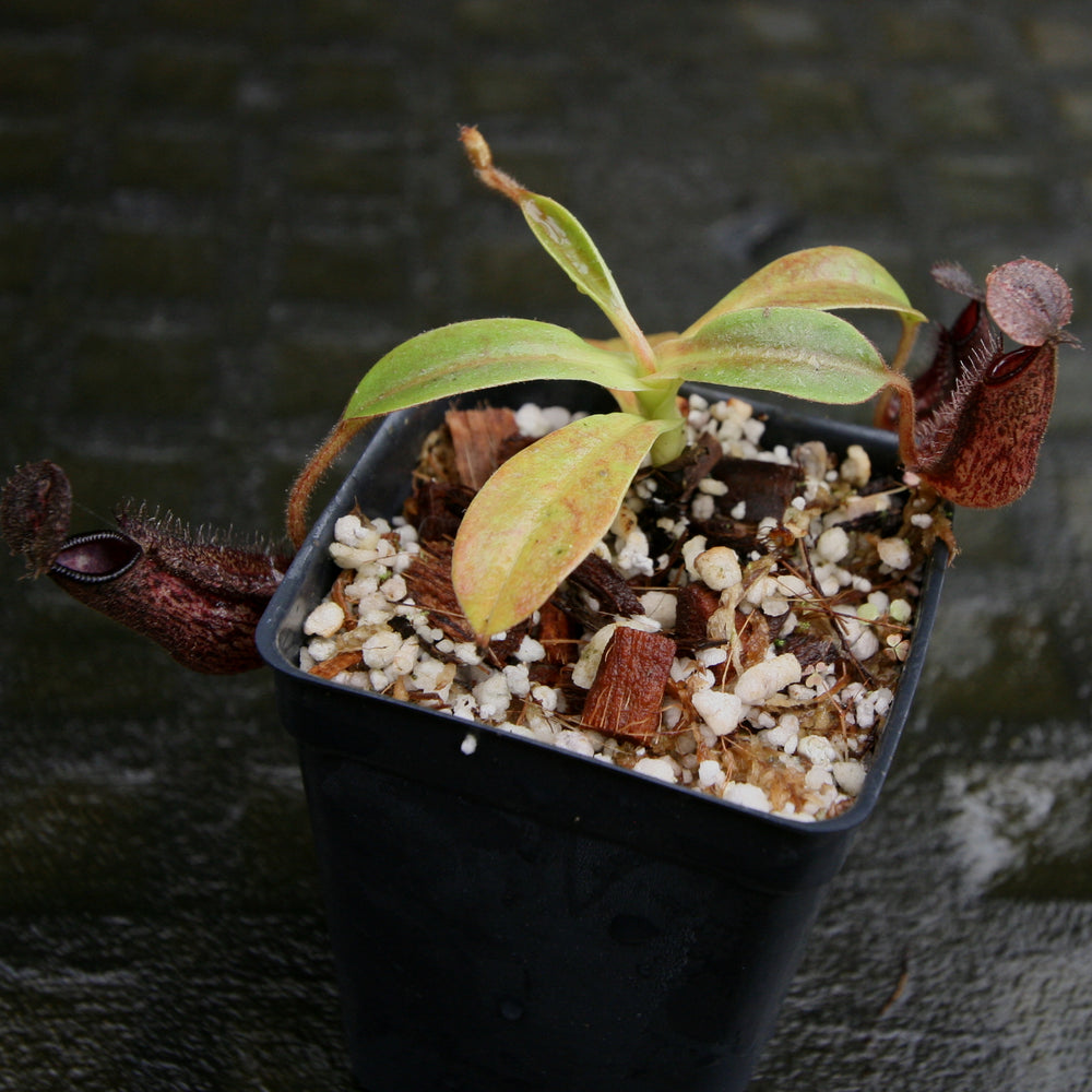 
                      
                        Nepenthes hamata x glandulifera, BE-4501
                      
                    