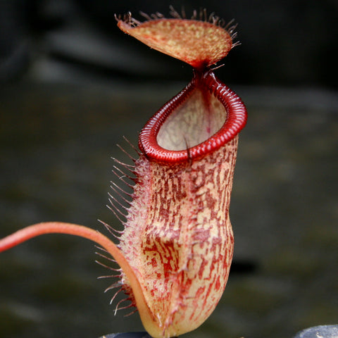 Close up of Nepenthes hamata x tenuis BE-4514 pitcher with red fringed mouth and speckled pale body