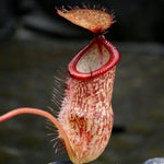Nepenthes hamata x tenuis, BE-4514
