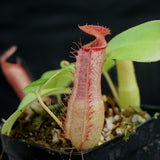 Nepenthes "Denver" x truncata, CAR-0145,, pitcher plant, carnivorous plant, collectors plant, large pitchers, rare plants 