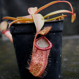 Nepenthes hamata x tenuis, BE-4514