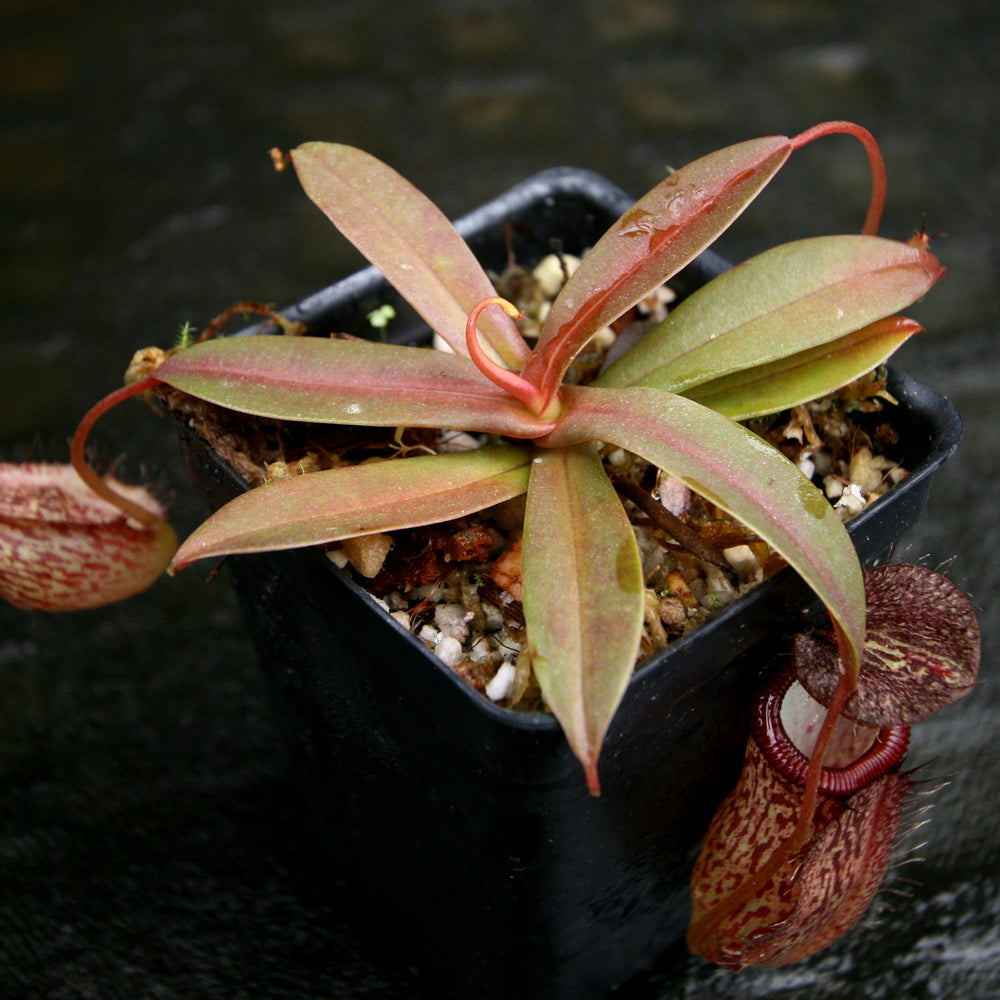 
                      
                        Nepenthes hamata x tenuis, BE-4514
                      
                    
