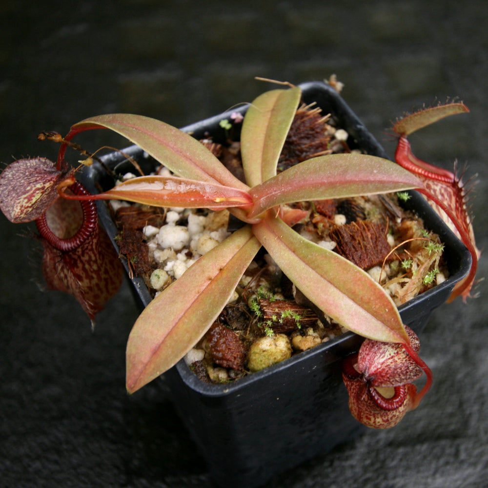
                      
                        Nepenthes hamata x tenuis, BE-4514
                      
                    
