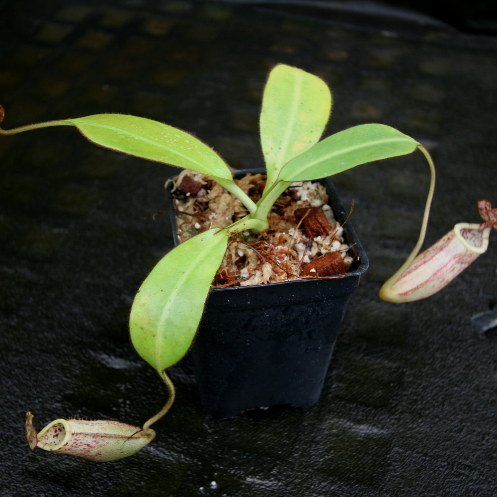 
                      
                        Nepenthes burbidgeae
                      
                    