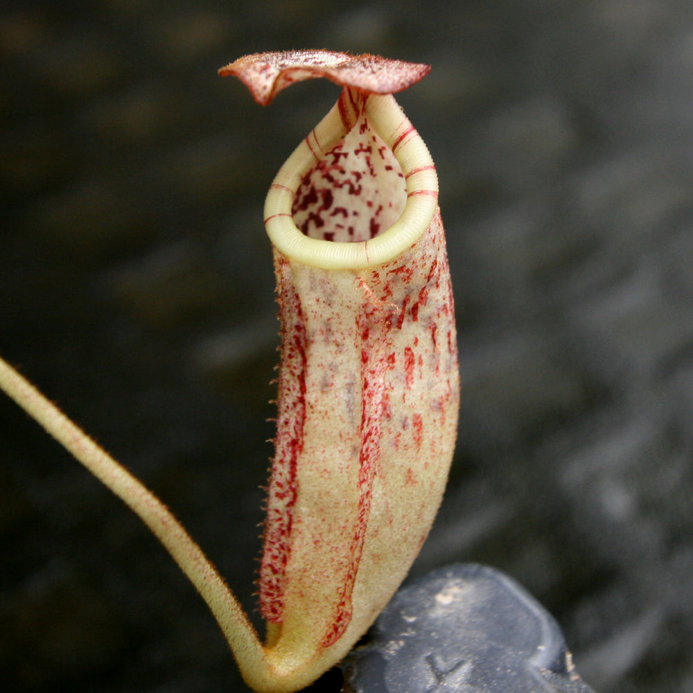 
                      
                        Nepenthes burbidgeae
                      
                    