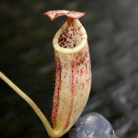 Nepenthes burbidgeae