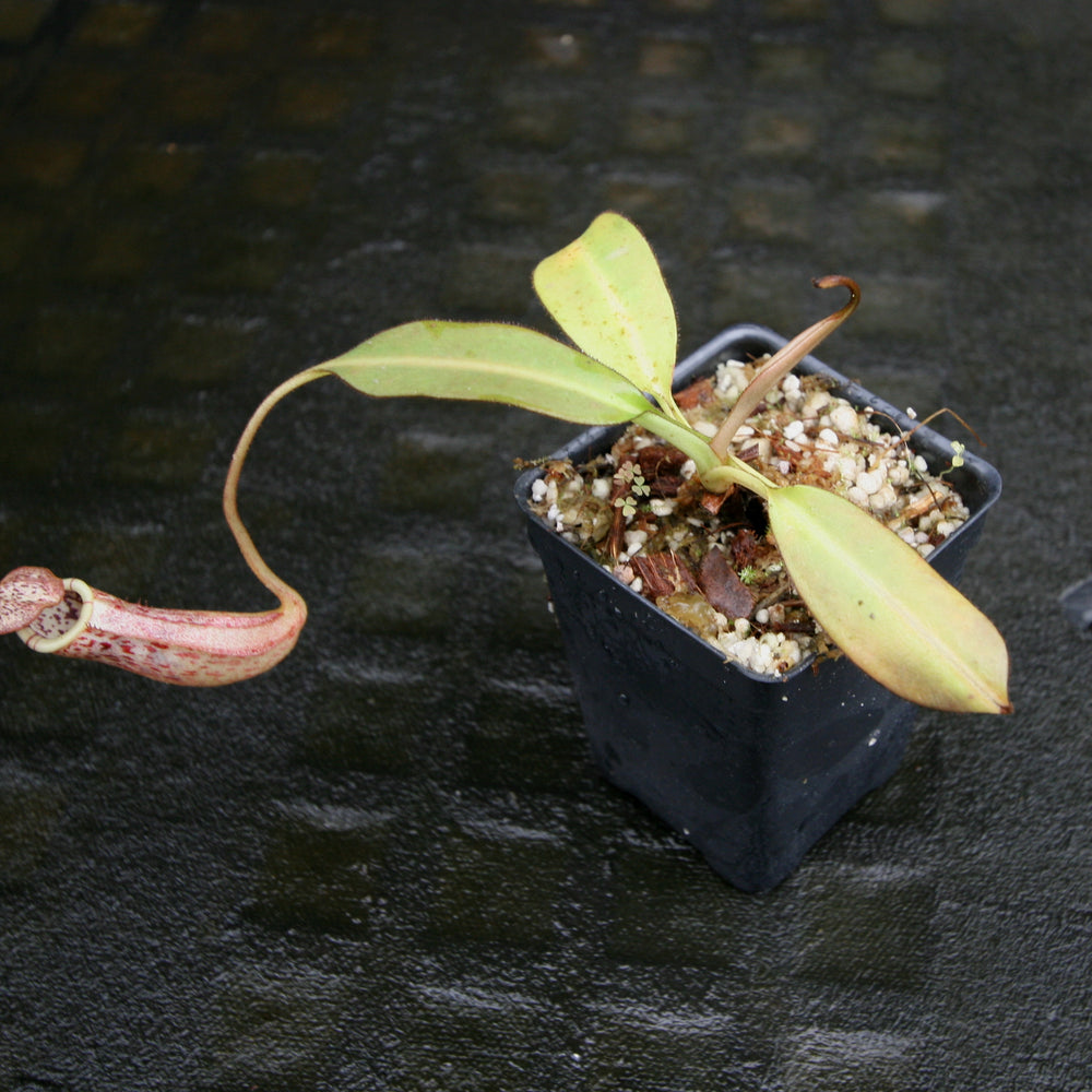 
                      
                        Nepenthes burbidgeae
                      
                    