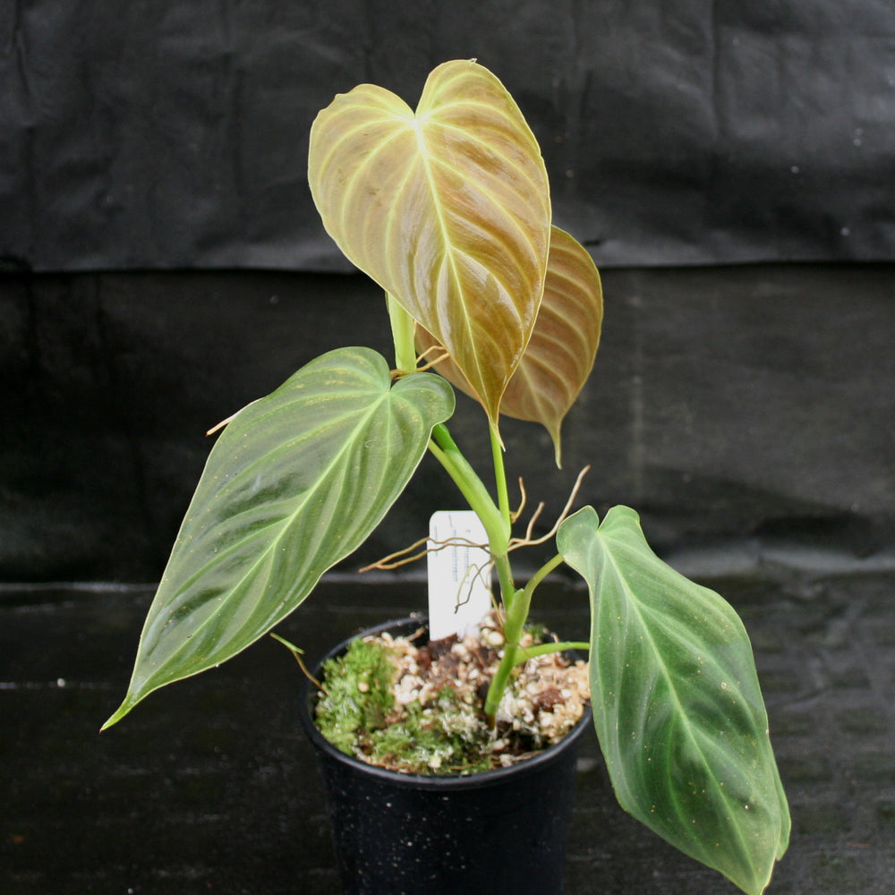 mature philodendron splendid Philodendron Splendid (verrucosum x melanochrysum) – Carnivero