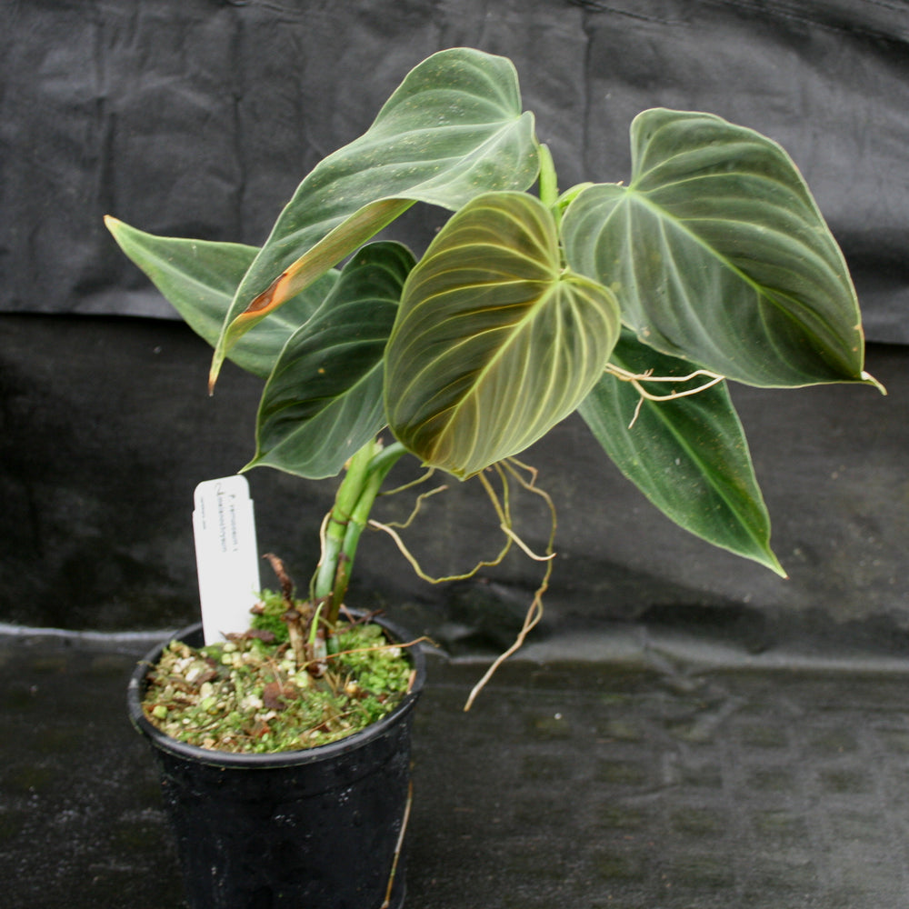 philodendron splendid vs verrucosum Philodendron Splendid (verrucosum x melanochrysum) – Carnivero