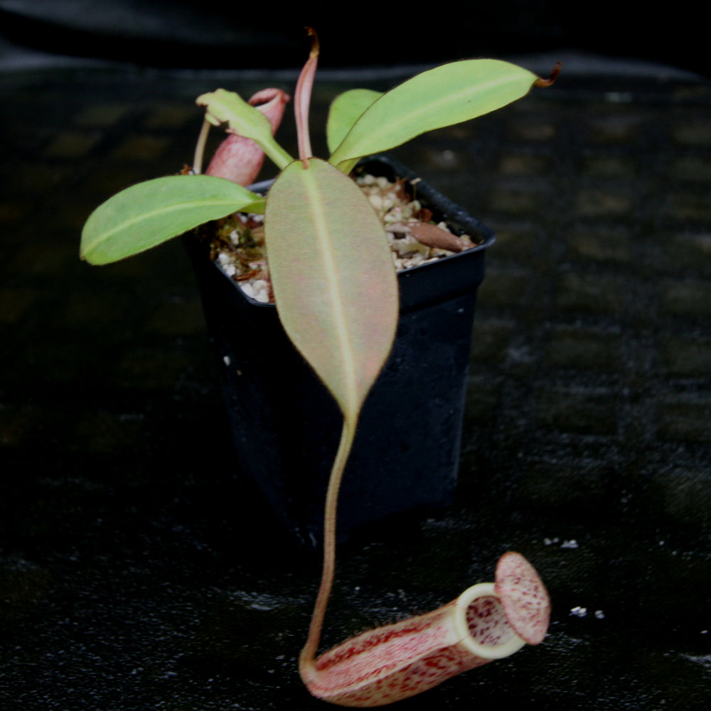 
                      
                        Nepenthes burbidgeae
                      
                    