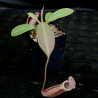 Nepenthes burbidgeae