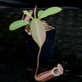 Nepenthes burbidgeae
