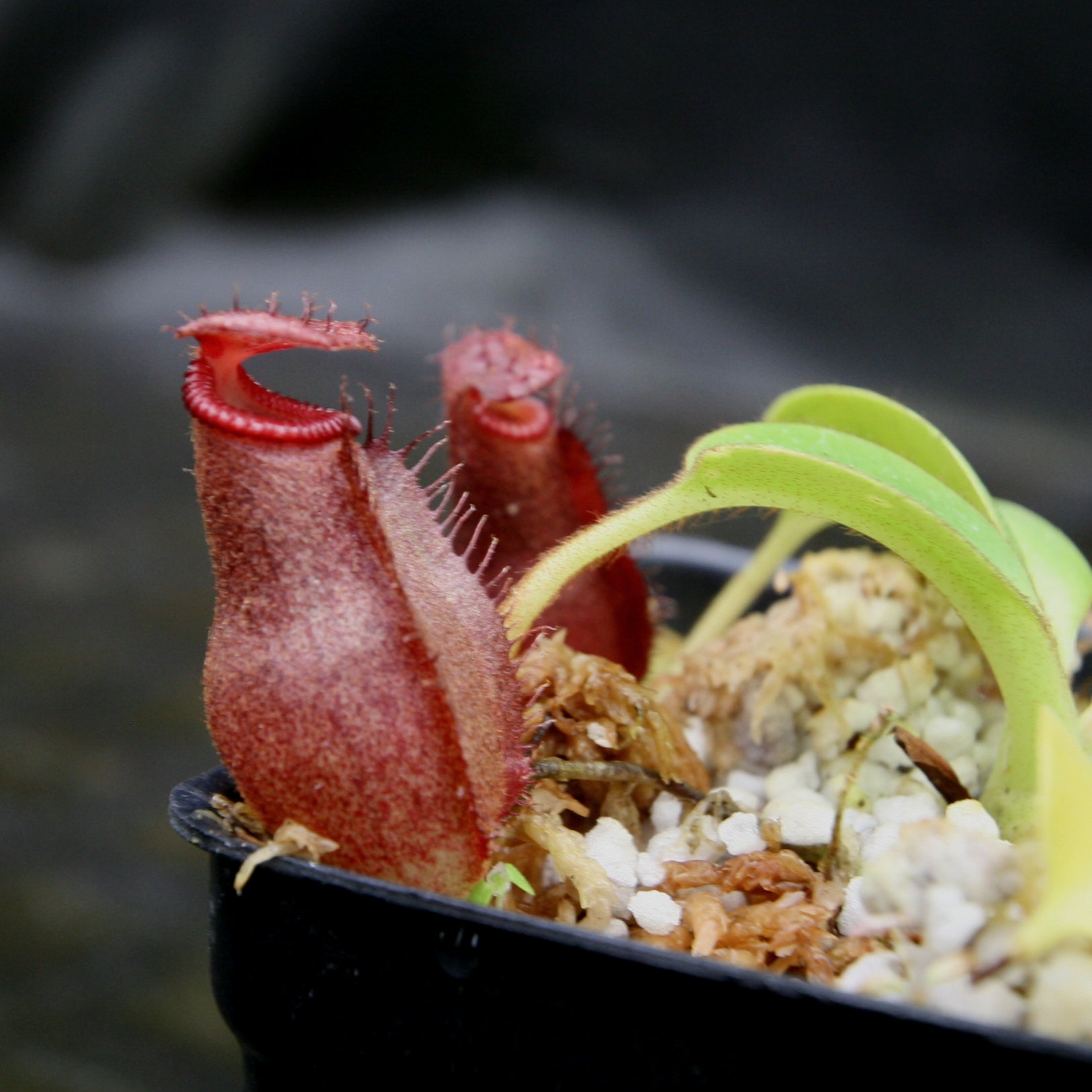 Nepenthes villosa x robcantleyi – Carnivero