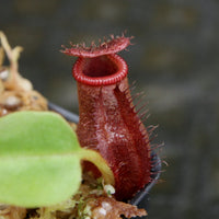 Nepenthes villosa x robcantleyi