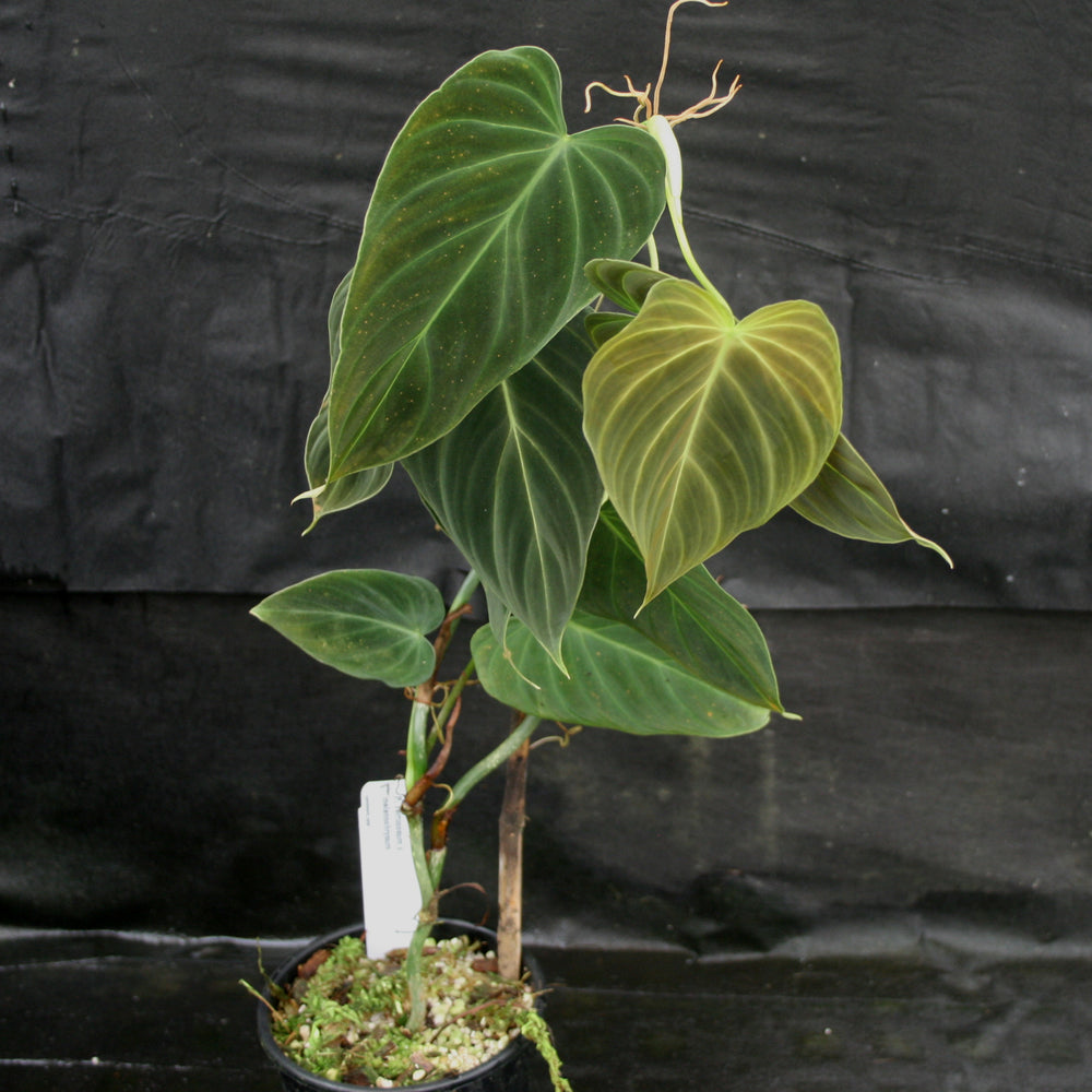 philodendron verrucosum melanochrysum hybrid Philodendron Splendid (verrucosum x melanochrysum) – Carnivero
