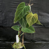 Philodendron Splendid (verrucosum x melanochrysum)