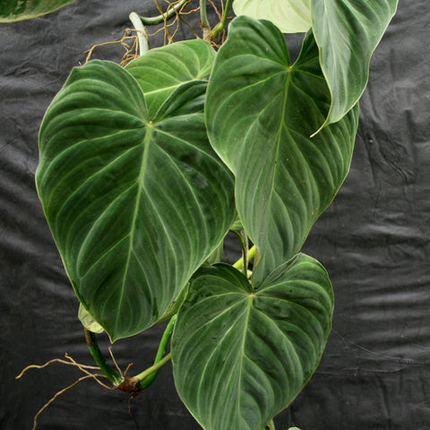 Philodendron Splendid verrucosum x melanochrysum with large glossy heart shaped leaves and pronounced venation
