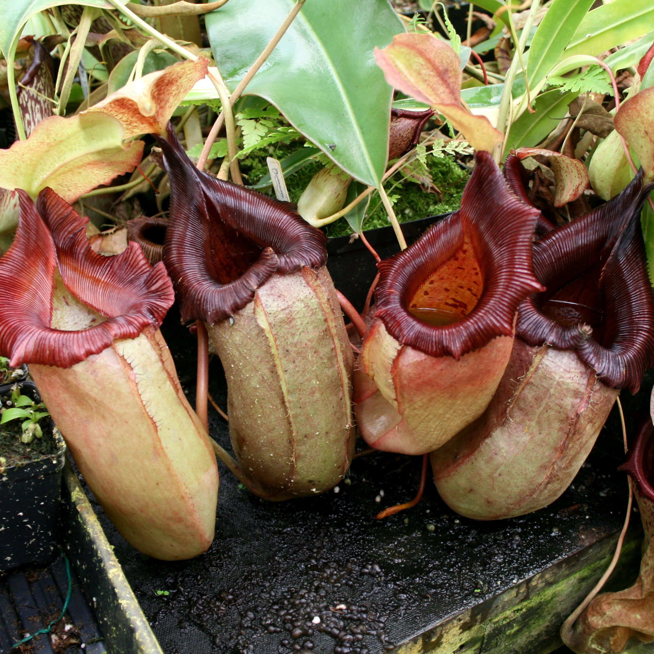 Nepenthes sibuyanensis x robcantleyi, BE-3713 – Carnivero