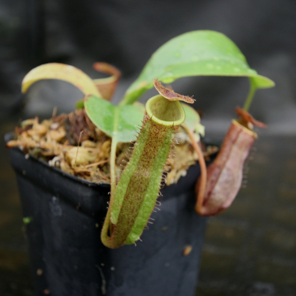 
                      
                        Nepenthes [(lowii x veitchii) x boschiana)] "Red Ruffled" x robcantleyi, CAR-0172
                      
                    
