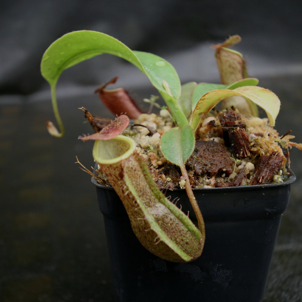 
                      
                        Nepenthes [(lowii x veitchii) x boschiana)] "Red Ruffled" x robcantleyi, CAR-0172
                      
                    