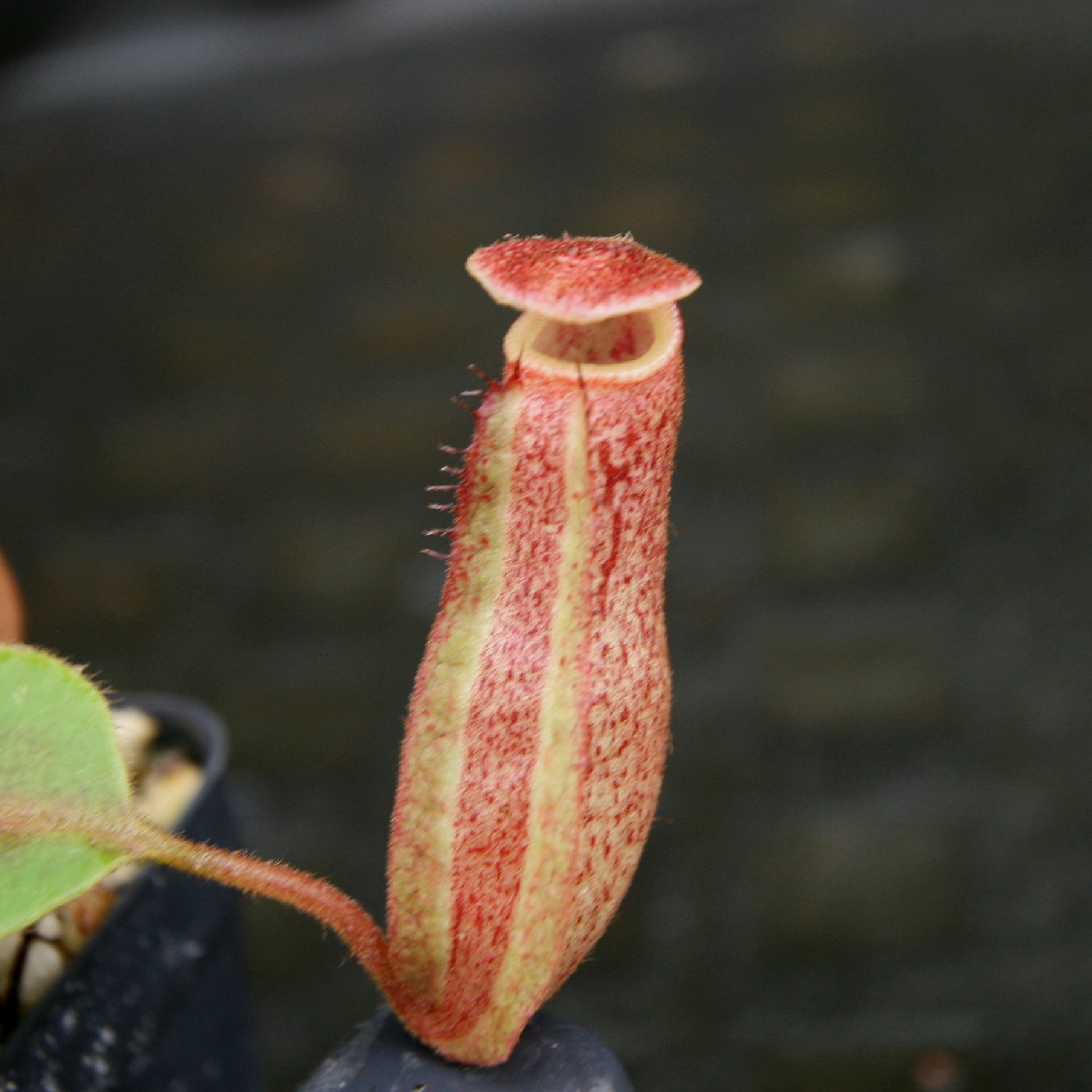 Nepenthes [(lowii x veitchii) x boschiana)] 
