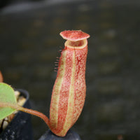 Nepenthes [(lowii x veitchii) x boschiana)] "Red Ruffled" x robcantleyi, CAR-0172