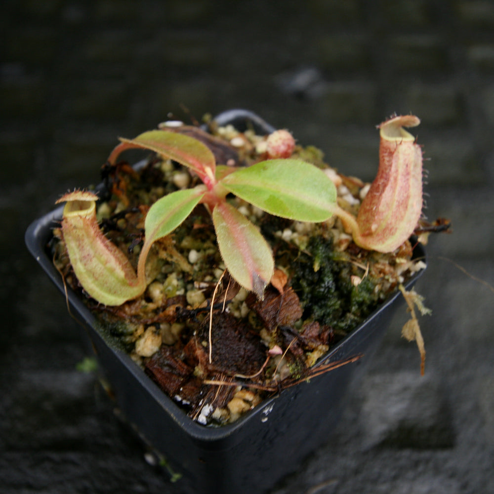 
                      
                        Nepenthes [(lowii x veitchii) x boschiana)] "Red Ruffled" x robcantleyi, CAR-0172
                      
                    