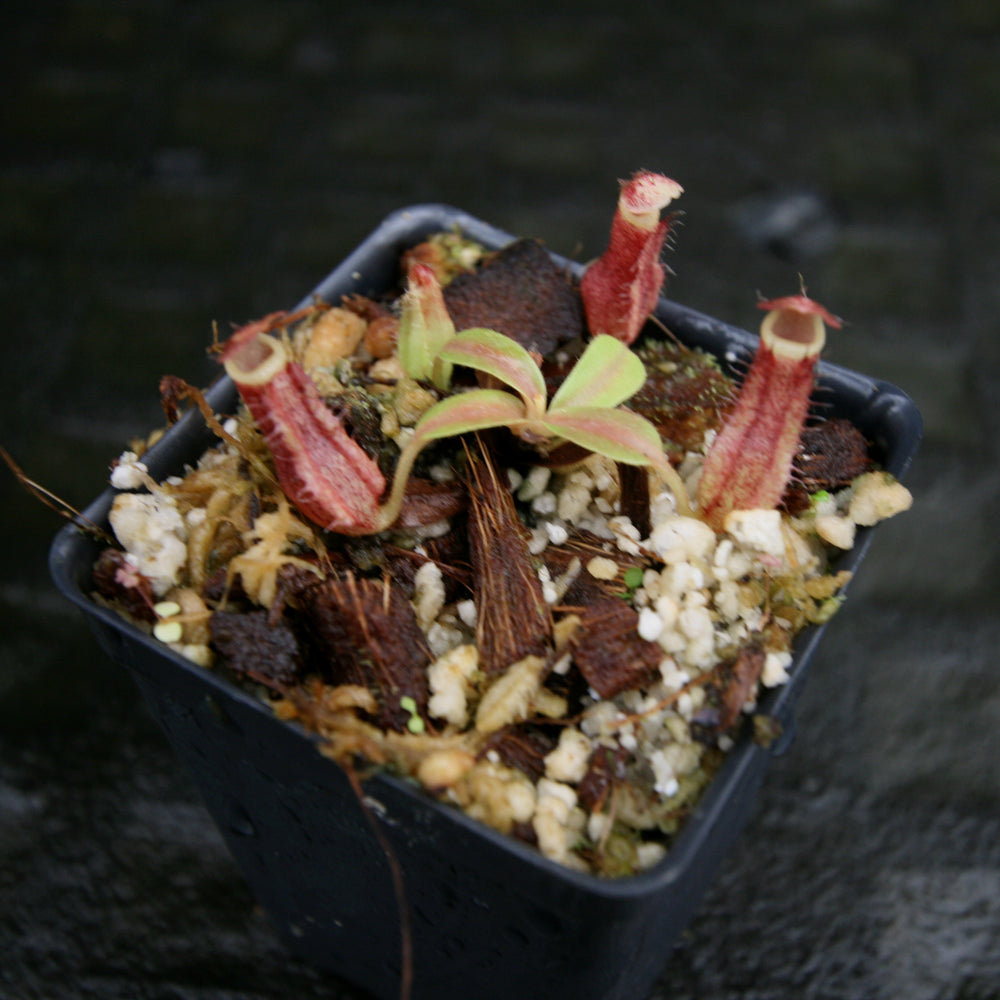 
                      
                        Nepenthes [(lowii x veitchii) x boschiana)] "Red Ruffled" x robcantleyi, CAR-0172
                      
                    