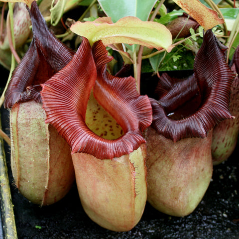Cluster of pale tan Nepenthes sibuyanensis x robcantleyi BE-3713 pitchers with deep burgundy ribbed rims