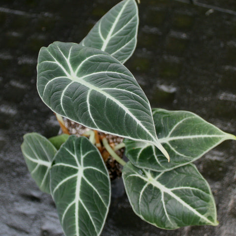 Black Velvet Alocasia reginula leaves with dark velvety surface and light veins