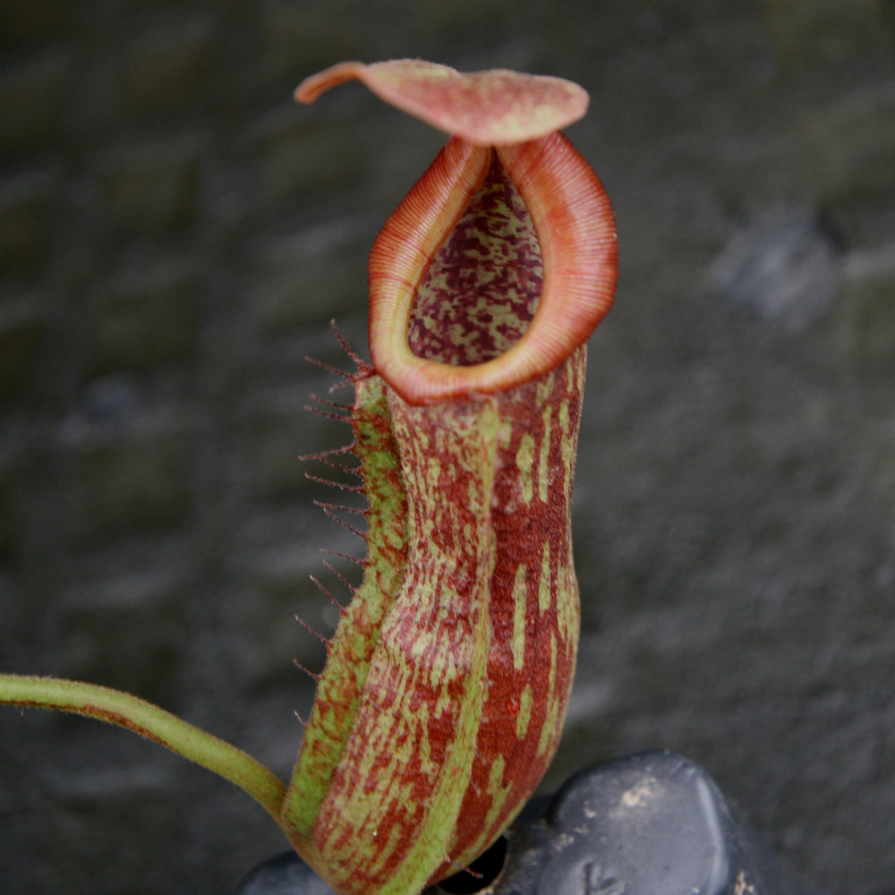 
                      
                        Nepenthes (Rokko x boschiana) x {boschiana x [truncata x (northiana x veitchii)]}, CAR-0187, pitcher plant, carnivorous plant, collectors plant, large pitchers, rare plants
                      
                    