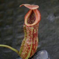 Nepenthes (Rokko x boschiana) x {boschiana x [truncata x (northiana x veitchii)]}, CAR-0187