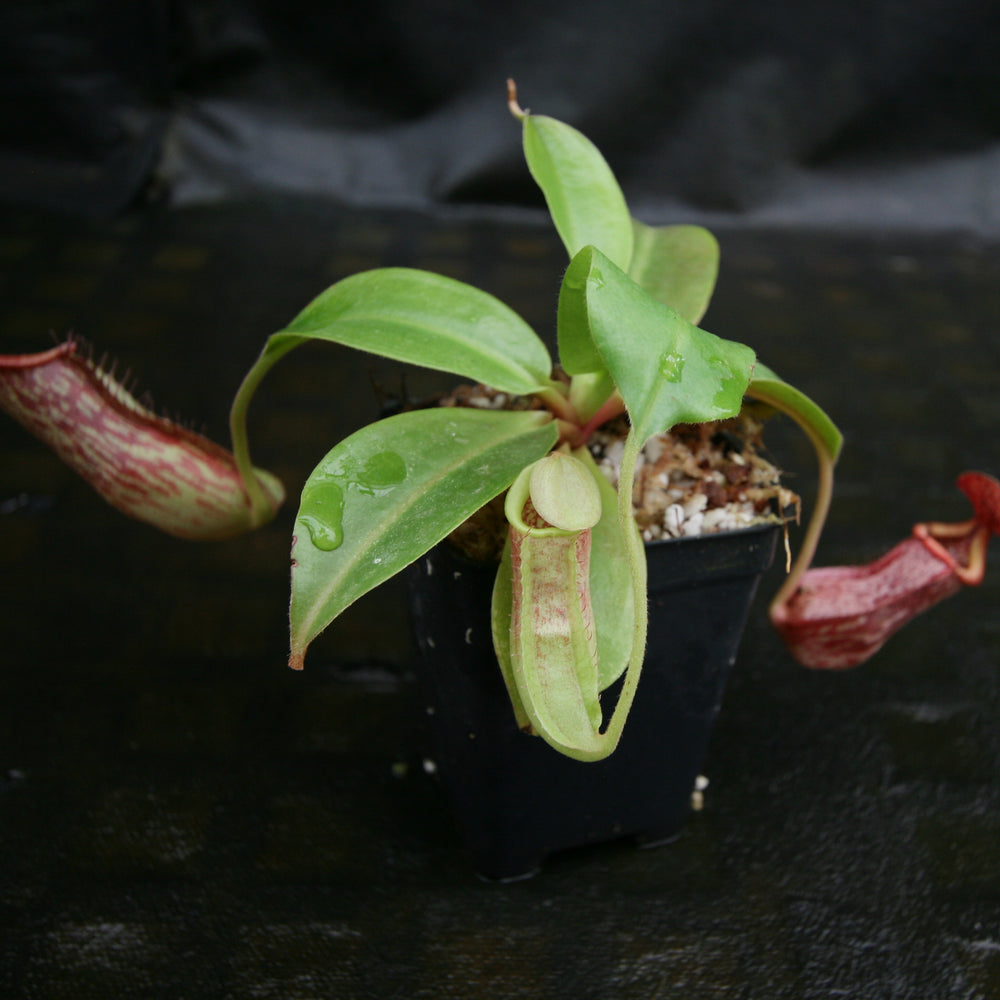 
                      
                        Nepenthes (Rokko x boschiana) x {boschiana x [truncata x (northiana x veitchii)]}, CAR-0187, pitcher plant, carnivorous plant, collectors plant, large pitchers, rare plants
                      
                    