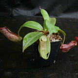 Nepenthes (Rokko x boschiana) x {boschiana x [truncata x (northiana x veitchii)]}, CAR-0187