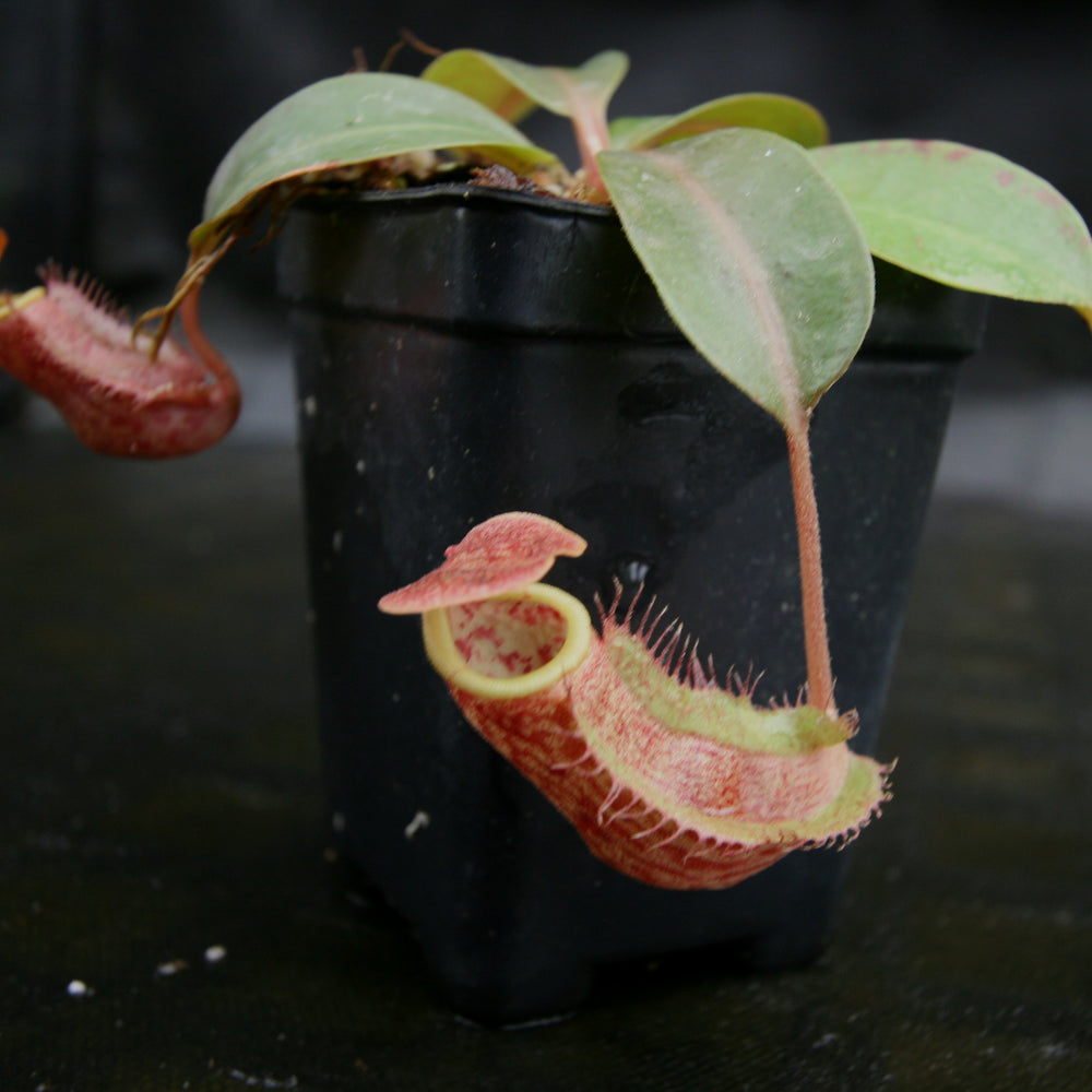 
                      
                        Nepenthes (Rokko x boschiana) x {boschiana x [truncata x (northiana x veitchii)]}, CAR-0187, pitcher plant, carnivorous plant, collectors plant, large pitchers, rare plants
                      
                    