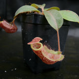 Nepenthes (Rokko x boschiana) x {boschiana x [truncata x (northiana x veitchii)]}, CAR-0187