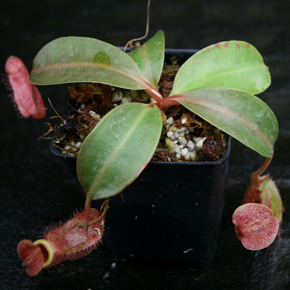
                      
                        Nepenthes (Rokko x boschiana) x {boschiana x [truncata x (northiana x veitchii)]}, CAR-0187, pitcher plant, carnivorous plant, collectors plant, large pitchers, rare plants
                      
                    
