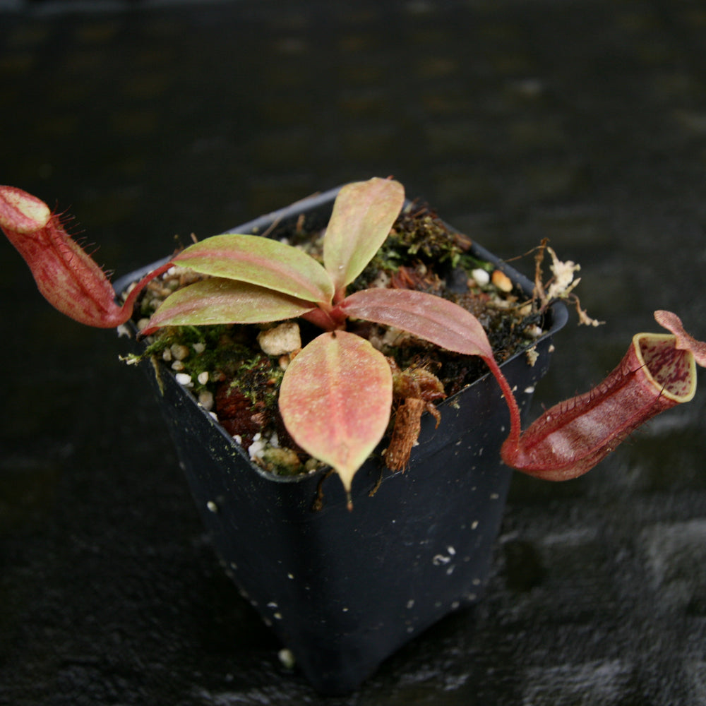 
                      
                        Nepenthes (Rokko x boschiana) x {boschiana x [truncata x (northiana x veitchii)]}, CAR-0187, pitcher plant, carnivorous plant, collectors plant, large pitchers, rare plants
                      
                    